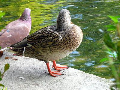 A duck and a pigeon side by side