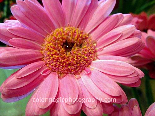 Pink gerbera daisy close-up