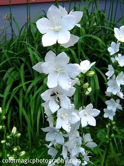 Campanula persicifolia-white bellflowers