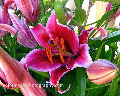 Oriental lilies-Stargazer lilies