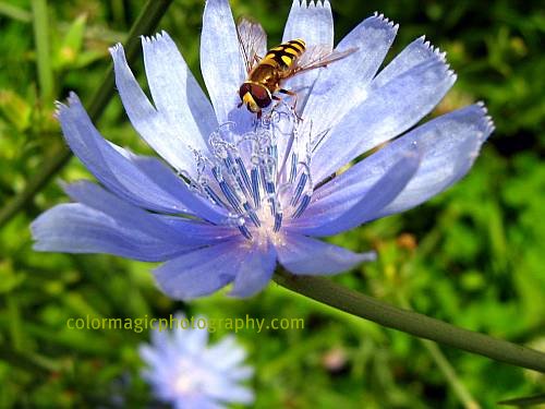 Bee on chicory flower-macro