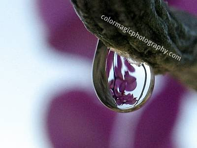 Orchid reflection