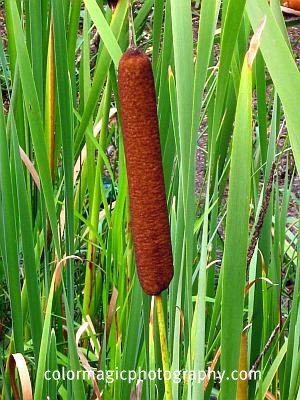 Common cattail close-up