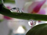 White orchid in raindrops
