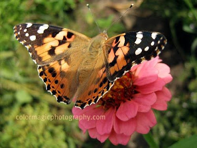 Monarch Butterfly on Pink Zinnia-macro