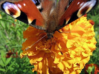 Peacock butterfly on a bright marigold