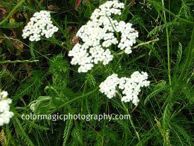 Yarrow plant and flower