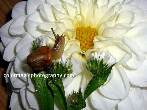 White Dahlia and garden snail