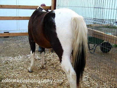 Horse with red-white spots
