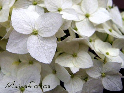 White hydrangea-macro