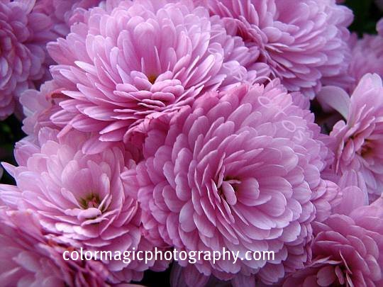 Pink chrysanthemums-Day of the Dead