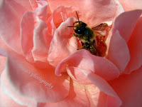 Bee on rose petals-macro