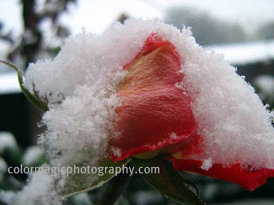 Rose in snow