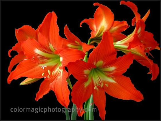 Red Amaryllis flowers
