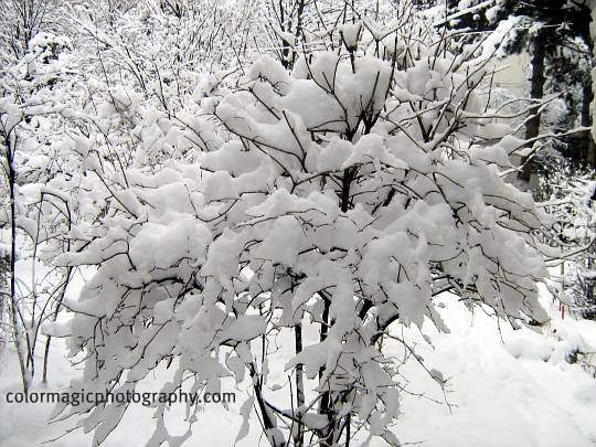 Snow covered bush in the winter landscape