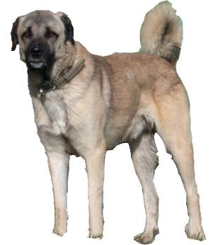 [k-kangal-b.jpg]