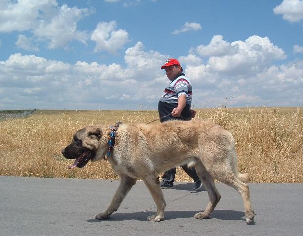[kangal.jpg]