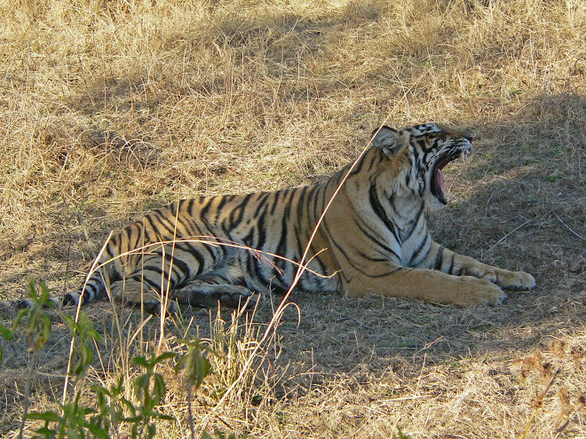 La faune Indienne Février 2008