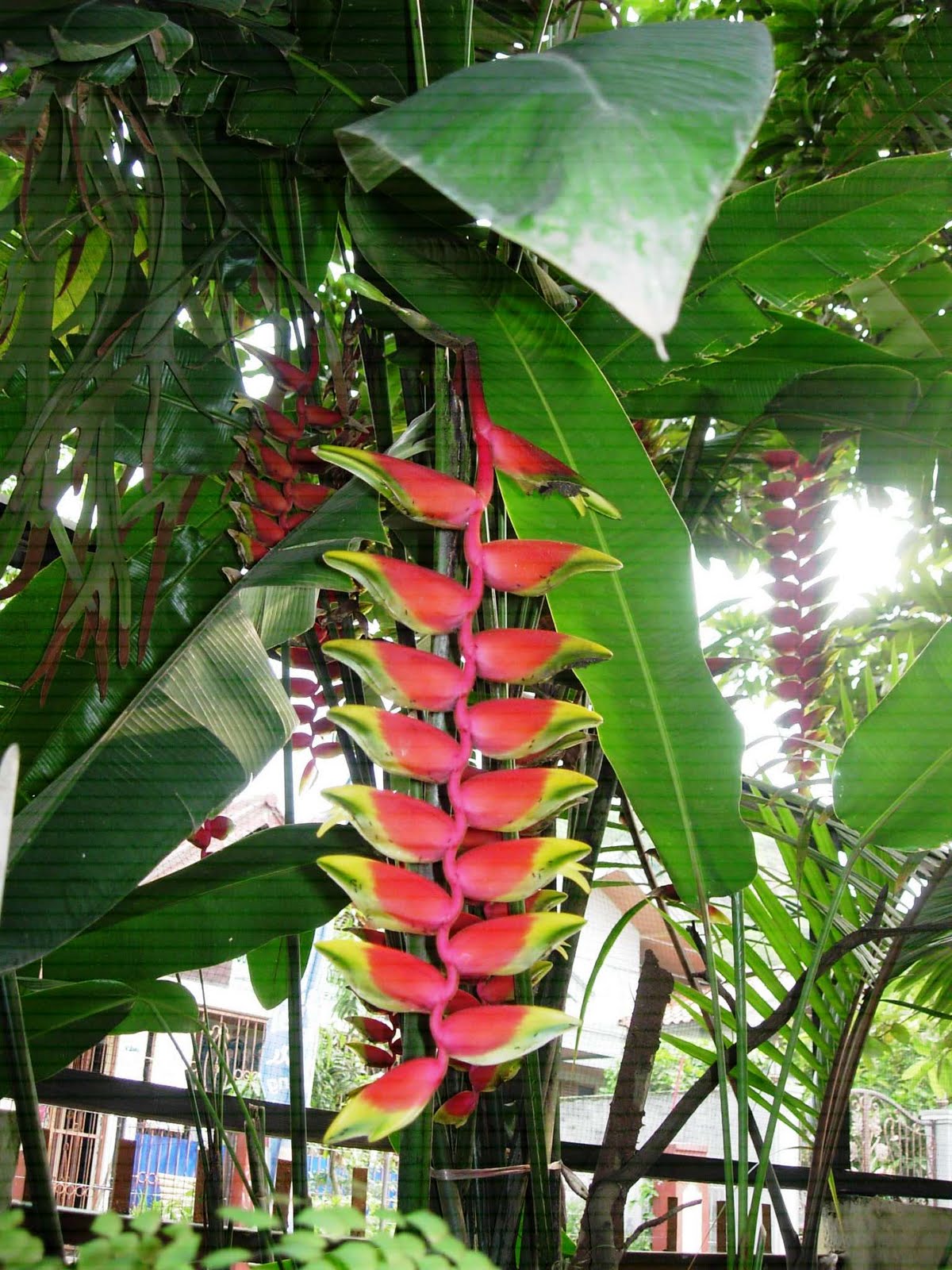 musaceae - JungleKey.fr Image
