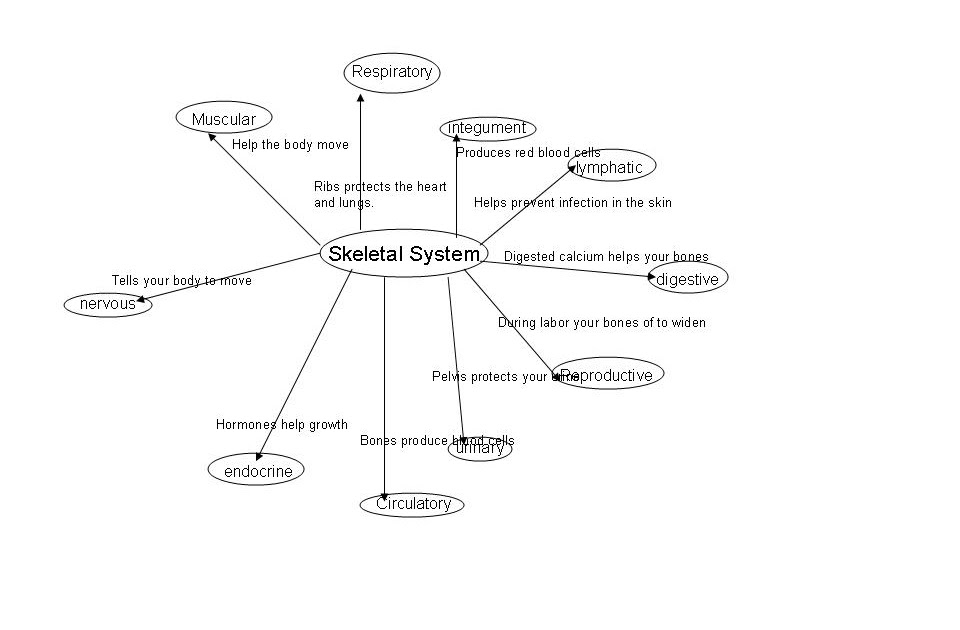 Stevens Anatomy: Skeletal Graphic Organizer