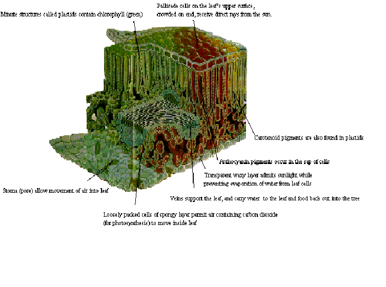 Kenny Biology Why Do Deciduous Trees Change Colors And Evergreens Don’t?