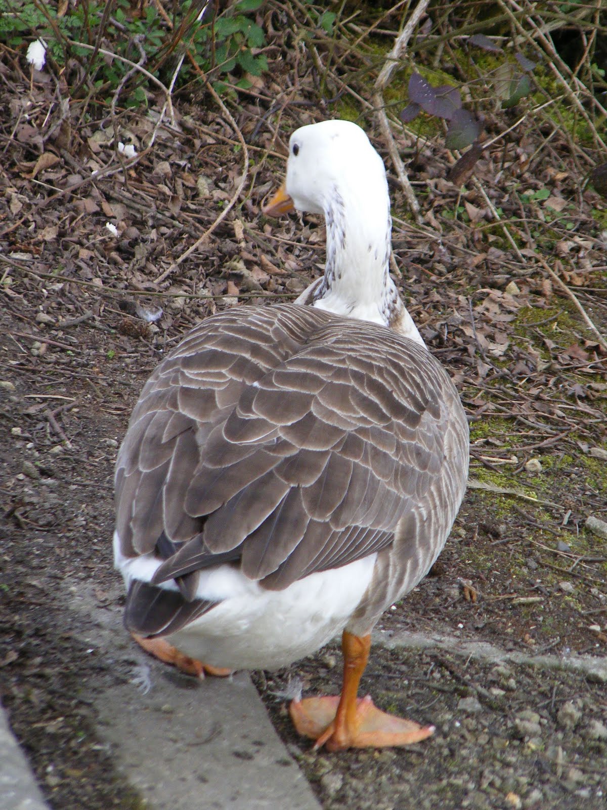 a hydra's cryptic ramblings: More hybrid geese: various Canada x