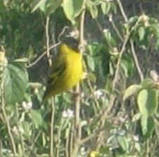 JILGUERO DE CABEZA NEGRA