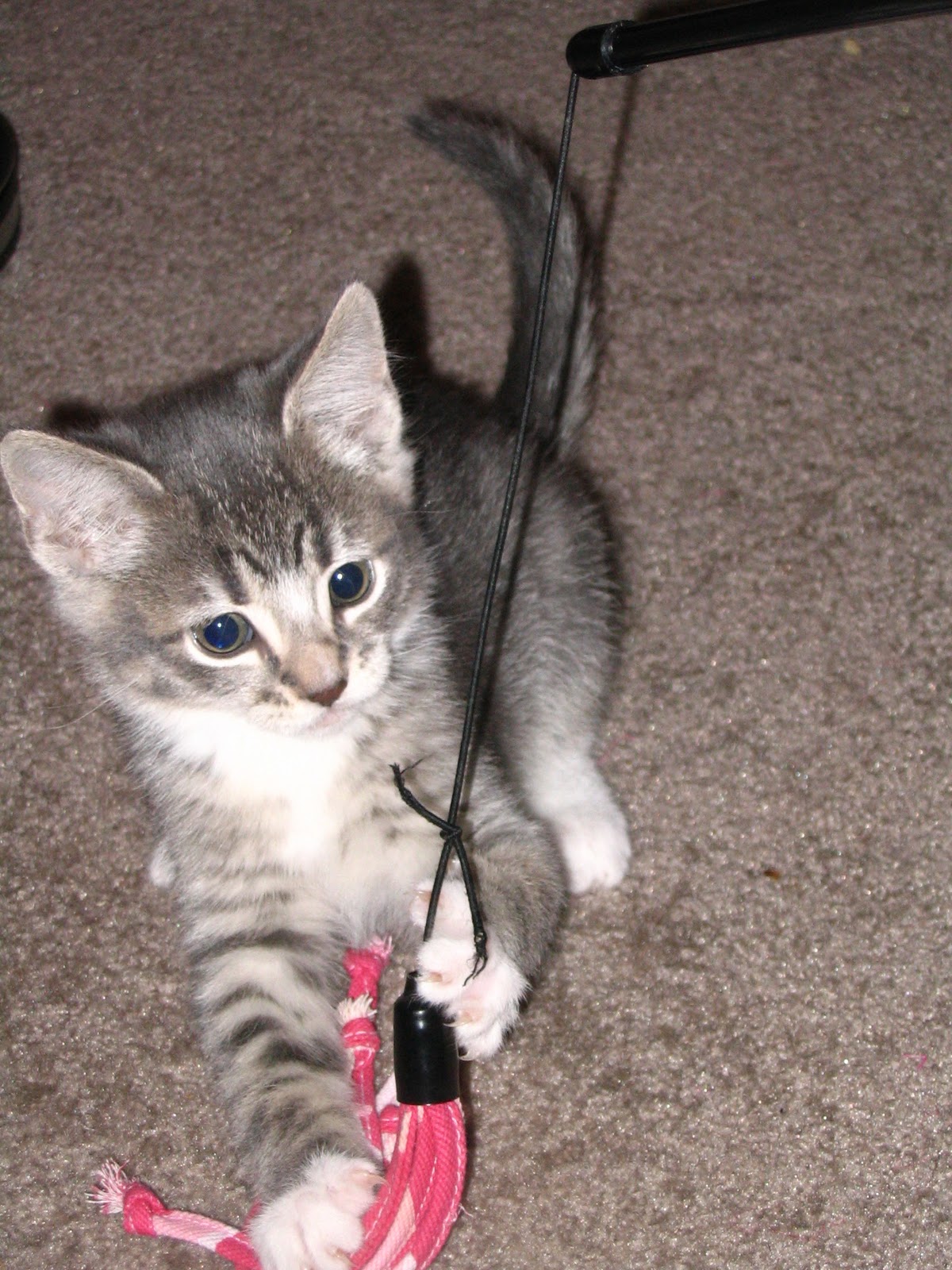 Animal Care Clinic Blog Socializing and Training Kittens