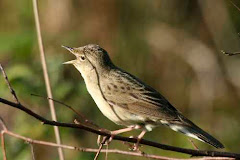 Grasshopper Warbler