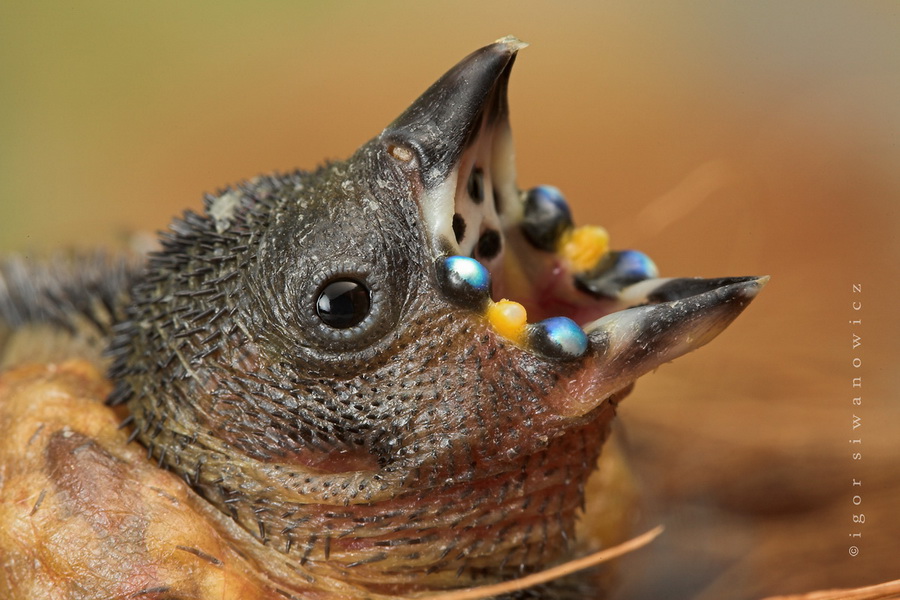 Our Wiki World: Micro Photos by Igor Siwanowicz