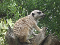 Cute animals at zoo