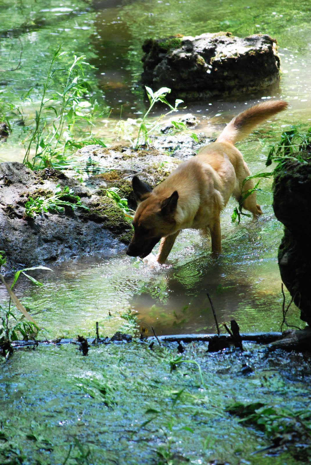 A Picture is Worth a Thousand Words Forests around Cincinnati, Ohio