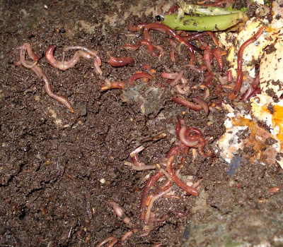 Down To Earth I Ve Got Worms Down To Earth I Ve Got Worms, How To Make A Worm Farm In Bathtub