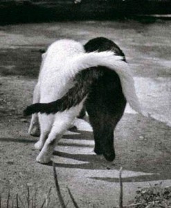 [luciane-empatia-gatos-247x300.jpg]
