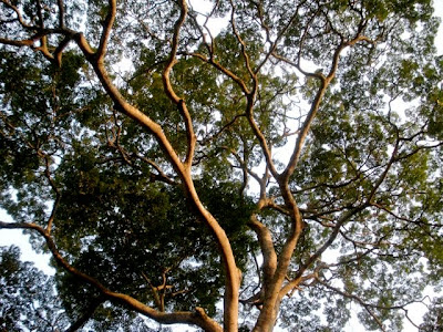 goldengreenandbluedays: the tree...