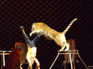 tiger jump