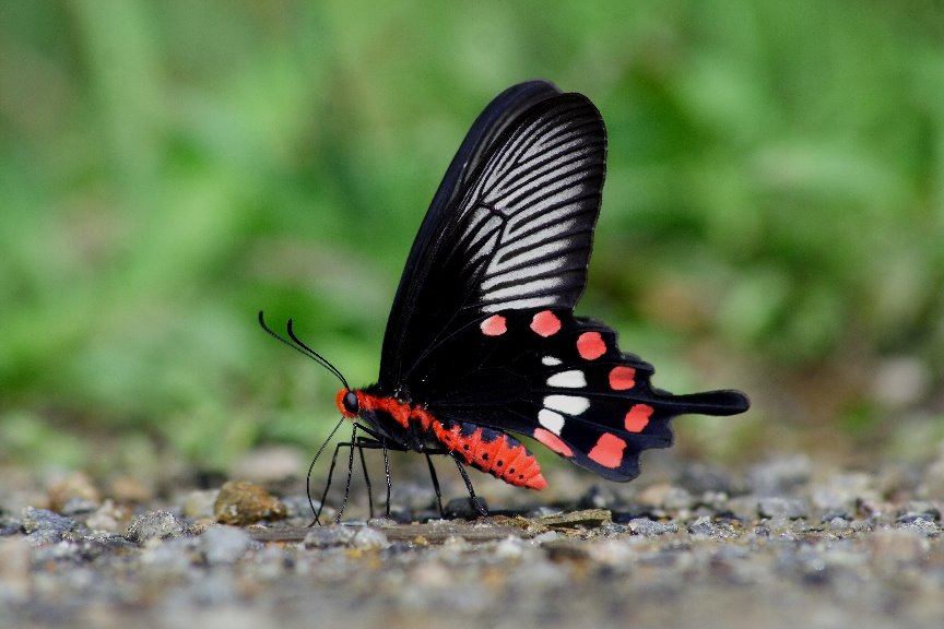 [Common+Rose+(1).JPG]