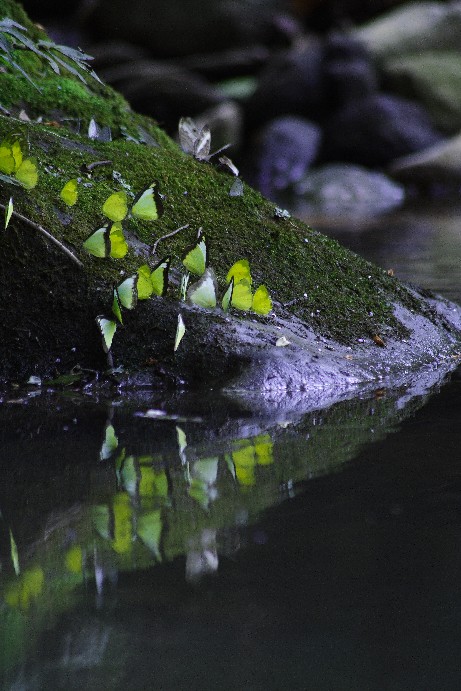 [Mudpuddling+Butterflies.JPG]