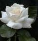 White-Roses