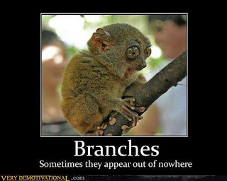 funny bushbaby surprised by a branch