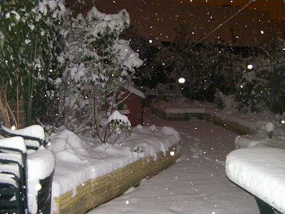 snow in the garden, early morning covering