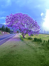 Jacaranda Tree