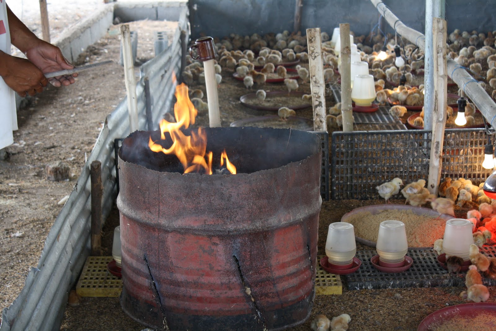 SUNSHINE CHICKEN It Goes Up