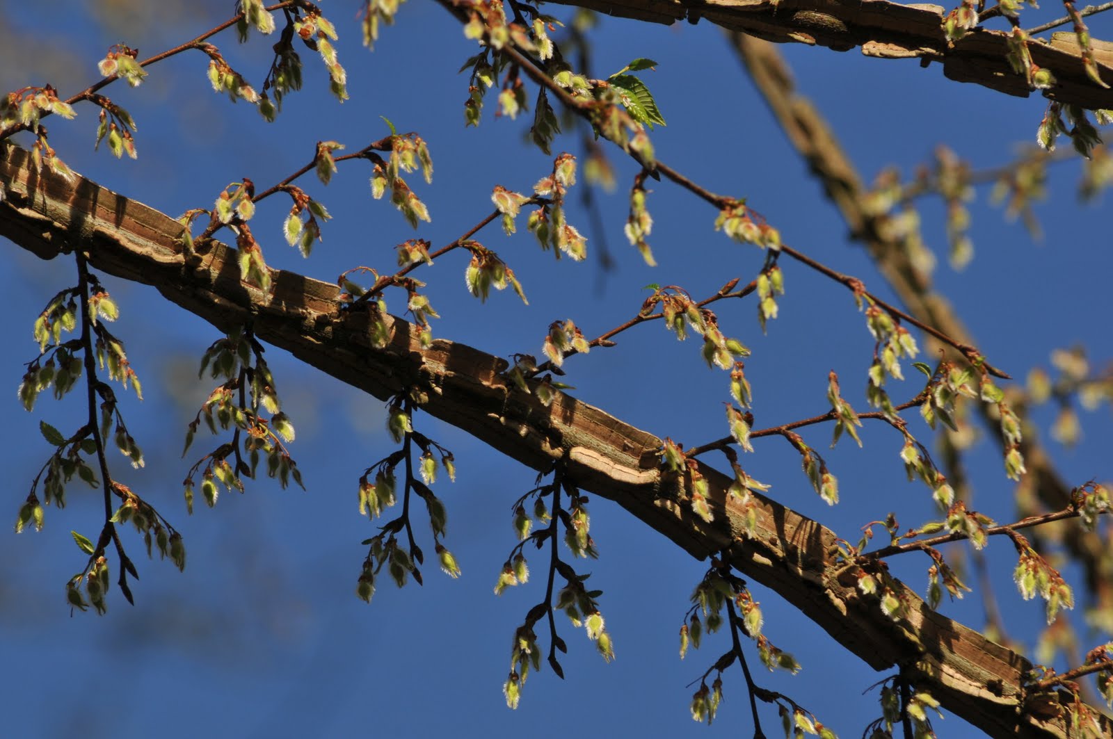Winged Elm Tree Identification
