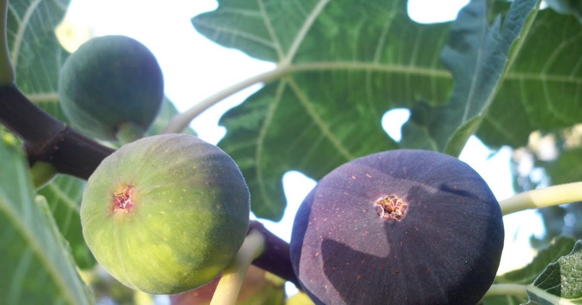 Mastering Horticulture Fig An Extraordinary Fruit