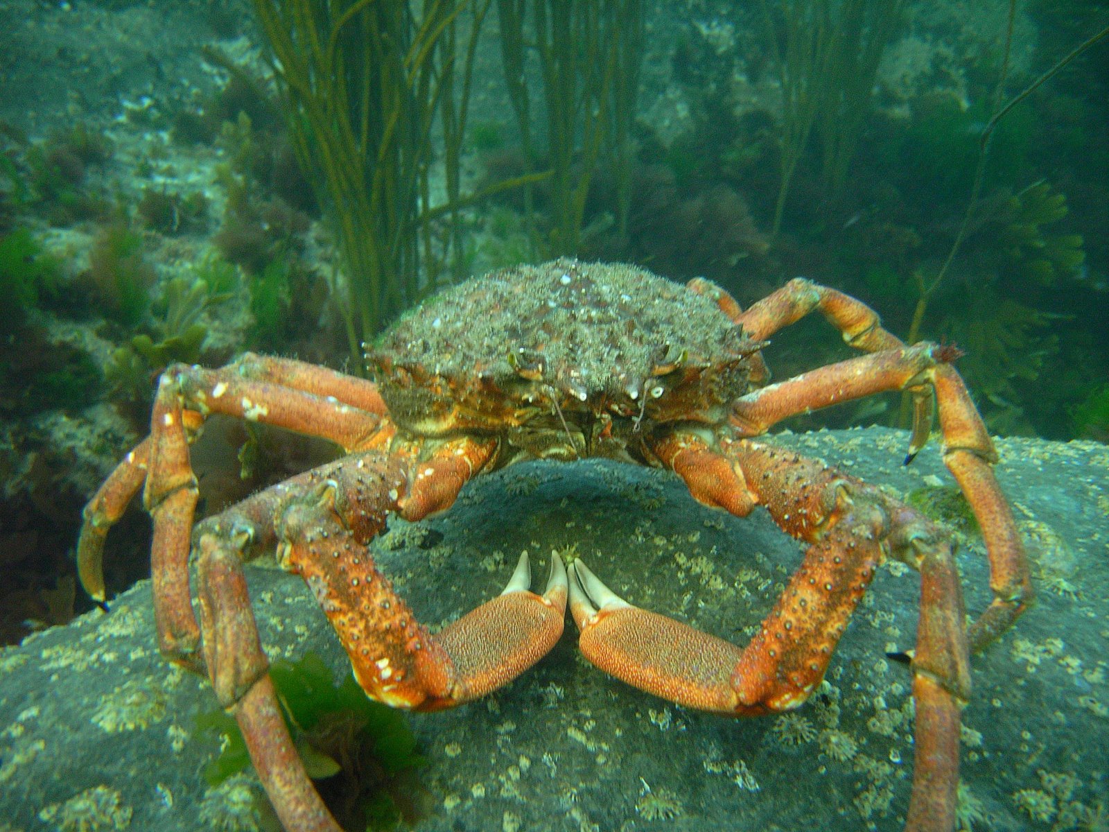 Atlantic Diving School Christopher Healy Spider Crab