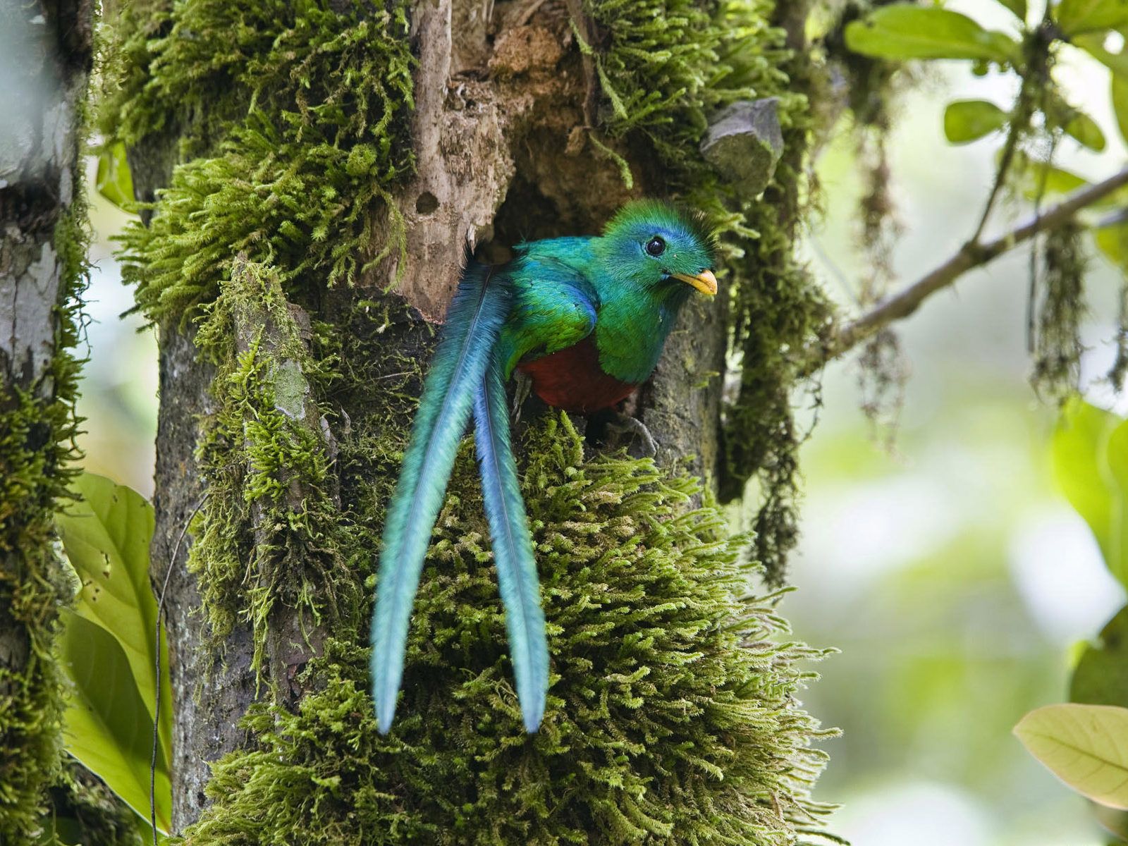 Different types of movements of animals Picture collections