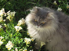 Mon adorable chat...