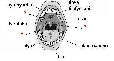 Let us save Tanii / Apatani Culture : Learning Apatani language - Body