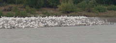 Why a bazillion pelicans flocked along the MS River we'll never know